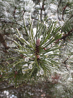 zimowy, Oddział, sosna, drzewo, śnieg, Natura, gałęzie, mróz, rym, drzewo iglaste, roślina, pinaceae, zimna temperatura, igła - część rośliny, żadnych ludzi, zbliżenie, piękno natury, skupić się na pierwszym planie, dzień, zielony kolor, wzrost, spokój, na dworze, wiecznie zielone drzewo, lód, jodła, 4K, CC0, domena publiczna, darmowe zdjęcia