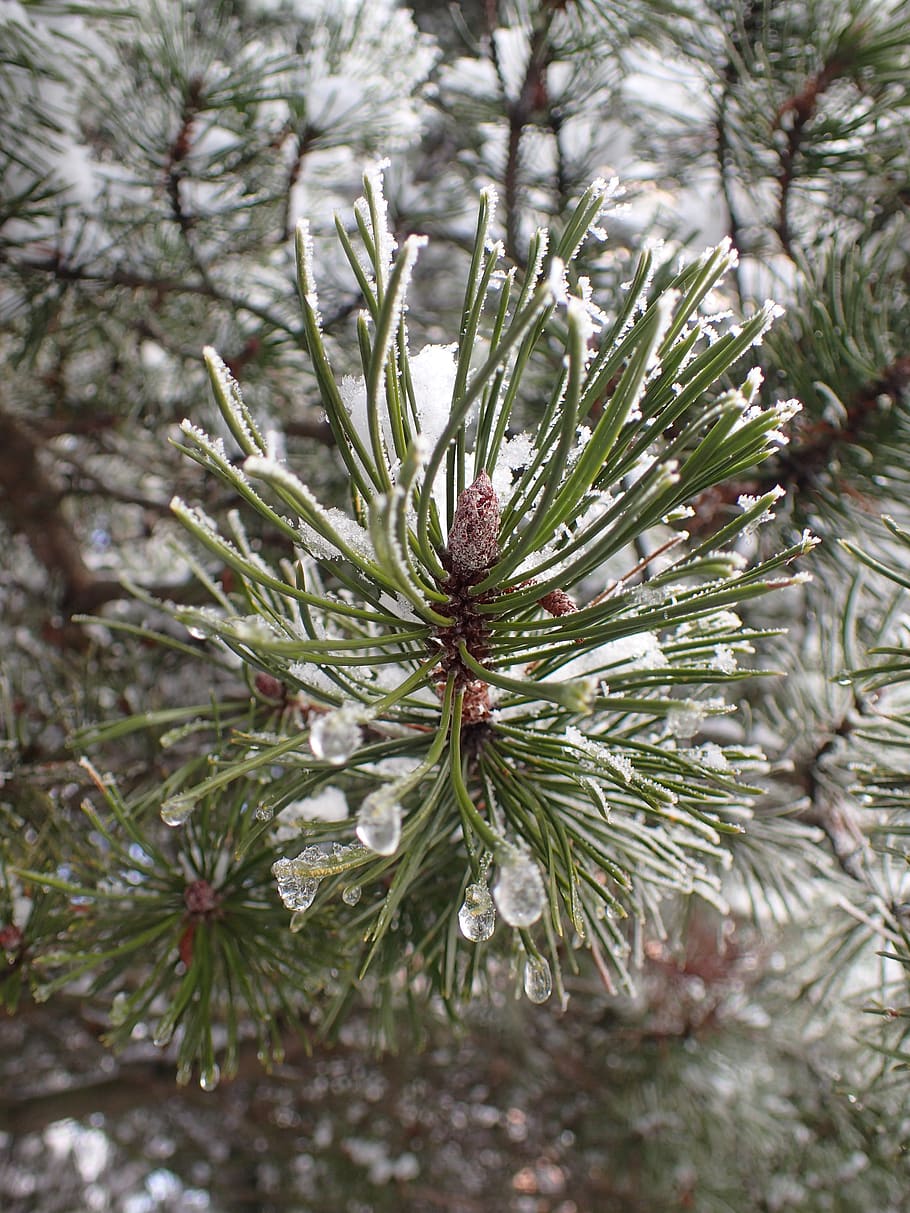 zimowy, Oddział, sosna, drzewo, śnieg, Natura, gałęzie, mróz, rym, drzewo iglaste, roślina, pinaceae, zimna temperatura, igła - część rośliny, żadnych ludzi, zbliżenie, piękno natury, skupić się na pierwszym planie, dzień, zielony kolor, wzrost, spokój, na dworze, wiecznie zielone drzewo, lód, jodła, 4K