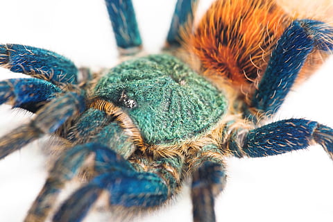 pavouk, web, modrý, tarantule, velký, detailní, izolovaný, fotografie, strašidelný, chlupatý, jedovatý, přírodní, fobie, bílý, brachypelma, studio, jeden, arachnida, detail, makro, strach, toxický, nebezpečný, Chyba, dravec, hmyz, pavoukovec, hrůza, organismus, vlasy, jed, nohy, kožešinový, Krásná, nebezpečí, děsivé, domácí zvíře, zvíře, bezobratlý, zvířat, jednoho zvířete, členovců, část těla zvířete, nikdo, extrémní detail, selektivní zaměření, oko, část těla, Příroda, uvnitř, zvířata ve volné přírodě, zvířecí noha, zvířecí oko, zvířecí hlavy, 2K, CC0, veřejná doména, bez autorských práv