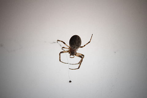 aranya, web, macro, aràcnids, un animal, invertebrat, temes d'animals, insecte, animal, artròpode, tir de l'estudi, fauna animal, animals a la natura, primer pla, a l'interior, fons gris, zoologia, cap gent, còpia espai, fons blanc, gris, part del cos dels animals, 4K, CC0, domini públic, lliure de regalies