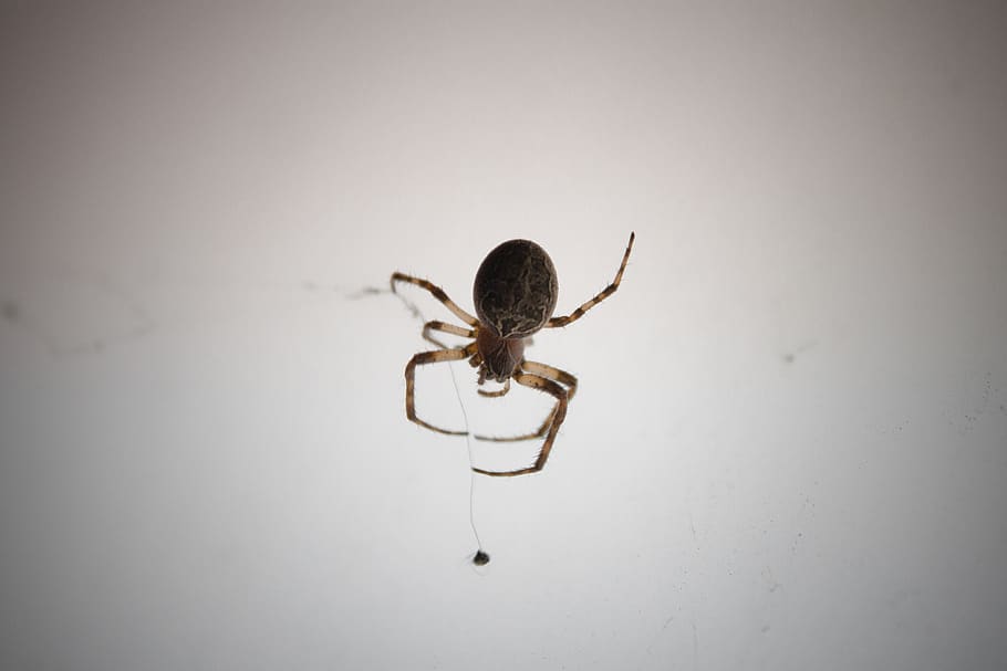 aranya, web, macro, aràcnids, un animal, invertebrat, temes d'animals, insecte, animal, artròpode, tir de l'estudi, fauna animal, animals a la natura, primer pla, a l'interior, fons gris, zoologia, cap gent, còpia espai, fons blanc, gris, part del cos dels animals, 4K