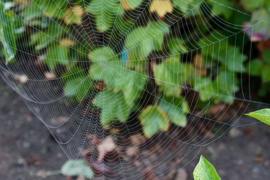 Spinnennetz, Spinnweben, Nahansicht, Netz, Spinne, Natur, Tau, morgentau, feucht, Zerbrechlichkeit, Verletzlichkeit, Fokus auf den Vordergrund, Tag, natürliches Muster, Schönheit in der Natur, keine Leute, Pflanze, Komplexität, Tierthemen, Muster, Tier, grüne Farbe, draußen, Kompliziertheit, Blatt, 5K