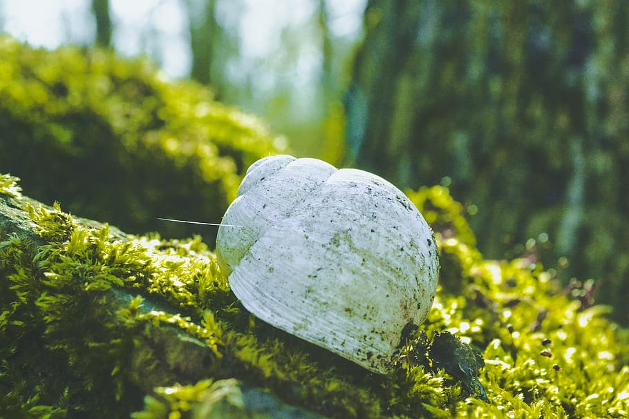shell, verd, blanc, bosc, parc, macro, fotografia, web, arbre, molsa, cargol, Greenmoss, foto, cargol a casa, rastre de cargols, shell vella, molsa verda, foto macro, fotografia macro, planta, naturalesa, primer pla, color verd, cap gent, creixement, dia, centrar-se en primer pla, terra, enfocament selectiu, sòlid, bellesa a la natura, llum solar, a l'aire lliure, rock, tranquil·litat, rock - object, camp, 4K