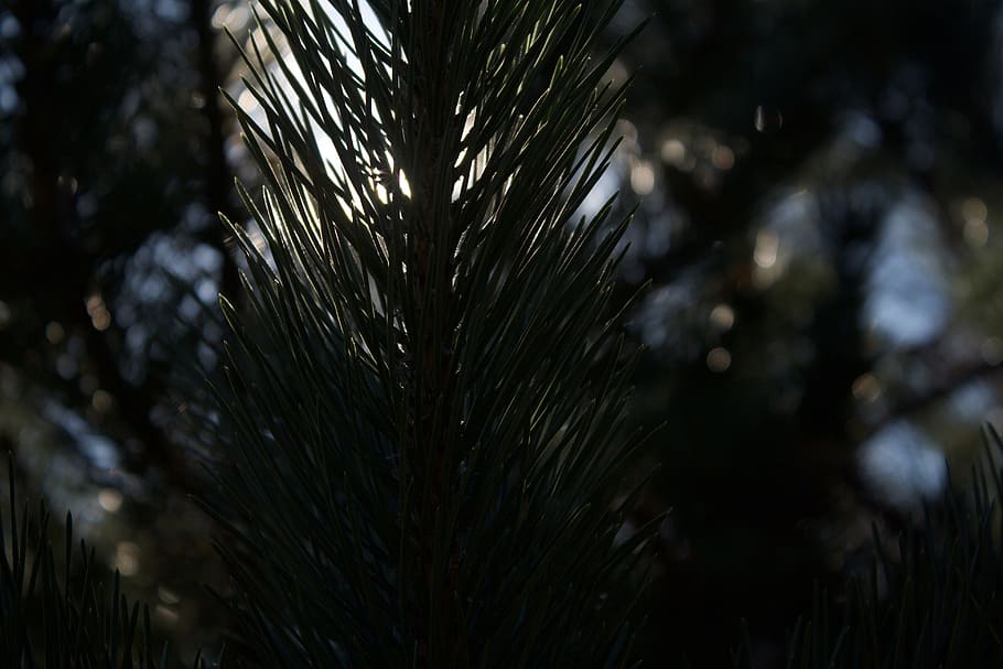 árvore, pinho, verde, azul, branco, luz solar, Raios, unsplash, plantar, agua, ninguém, natureza, crescimento, solta, dia, fechar-se, molhado, focar em primeiro plano, foco seletivo, ao ar livre, tranquilidade, beleza na natureza, Pinheiro, terra, frescura, árvore conífera, pureza, orvalho, gota de chuva, 4K