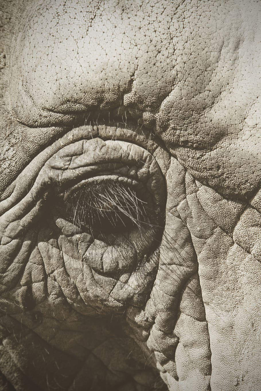 rechtes Elefantenauge, keine Leute, Nahansicht, Hintergründe, Tag, Vollbild, Muster, texturiert, Textil-, Tierkörperteil, drinnen, Decke, alt, Säugetier, Skulptur, Tierwelt, Möbel, 5K