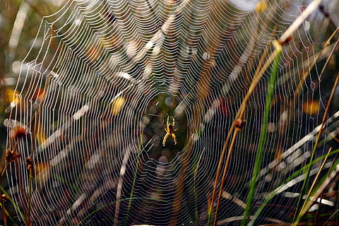 Spinnennetz, Spinne, Natur, Netzwerk, Tiere in freier Wildbahn, Tier, Tierthemen, Tierwelt, ein Tier, wirbellos, Gliederfüßer, Insekt, Spinnentier, Zerbrechlichkeit, Nahansicht, keine Leute, Zoologie, Tag, Verletzlichkeit, natürliches Muster, draußen, konzentrisch, 4K, CC0, gemeinfrei, lizenzfrei