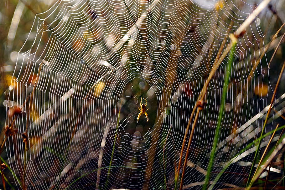 Spinnennetz, Spinne, Natur, Netzwerk, Tiere in freier Wildbahn, Tier, Tierthemen, Tierwelt, ein Tier, wirbellos, Gliederfüßer, Insekt, Spinnentier, Zerbrechlichkeit, Nahansicht, keine Leute, Zoologie, Tag, Verletzlichkeit, natürliches Muster, draußen, konzentrisch, 4K