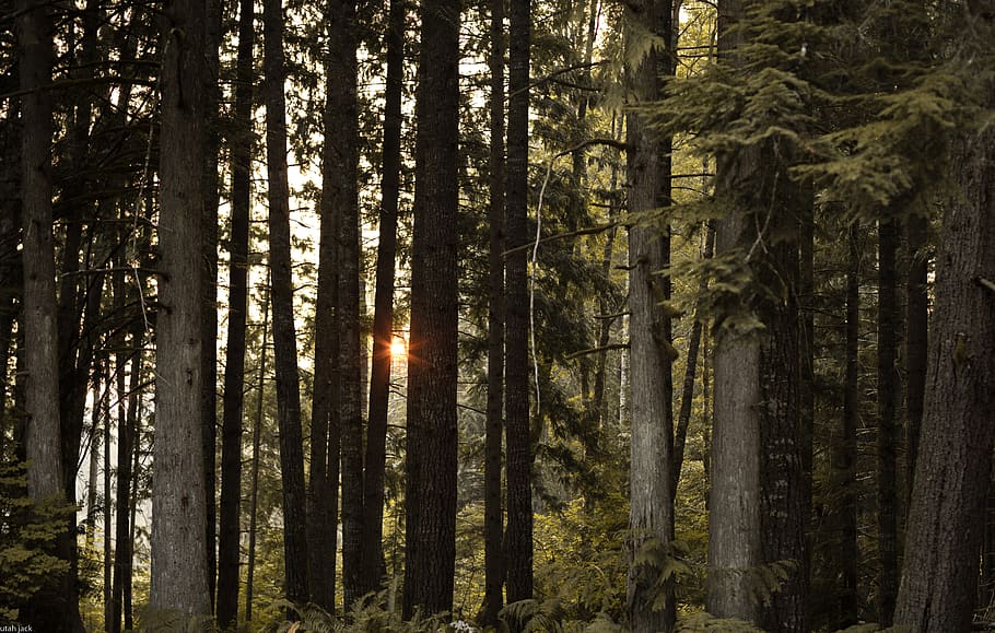 Canadà, chilliwack, arbre, bosc, planta, terra, tronc, tronc de l'arbre, creixement, bellesa a la natura, tranquil·litat, cap gent, escena tranquil·la, naturalesa, llum solar, escenics - natura, dia, escena no urbana, a l'aire lliure, raig de sol, medi ambient, pi, arbre de coníferes, bosc de pi, streaming, 5K