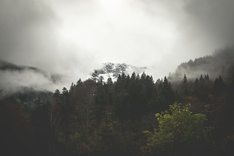boscos baixos, boira, naturalesa, temps, garmisch-partenkirchen, Alemanya, kaiserschmarrn-alm, vegetació, a l'aire lliure, flora, bosc, terra, planta, arbre, conífera, escenics - natura, bellesa a la natura, tranquil·litat, cel, escena tranquil·la, cap gent, núvol - cel, escena no urbana, creixement, medi ambient, dia, muntanya, bosc de pi, arbre de coníferes, 4K