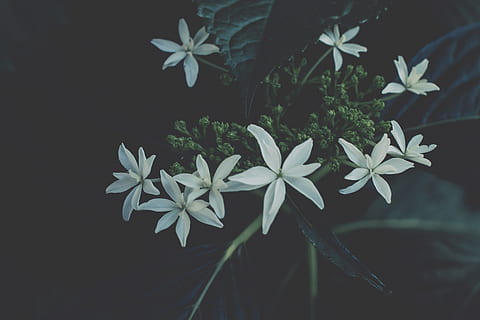 hortensiat, valkoinen, kukinta, tumma, kasvisto, kukka-, kukoistava, hydrangea macrophylla, hiljainen, kasvi, kasvu, kauneus luonnossa, kukka, kasvi-osa, puun lehti, alttius, hauraus, tuoreus, lähikuva, terälehti, luonto, ei ihmisiä, kukinto, kukka pää, vihreä väri, keskittyä etualalle, ulkona, valkoinen väri, musta tausta, 5K, CC0, public domain, rojaltivapaa