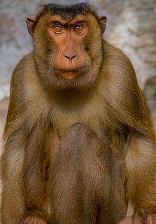 macaque, mico, mira, sentiments, primat, fauna animal, mamífer, animals a la natura, un animal, vertebrats, mirant la càmera, gent, retrat, assegut, babuí, centrar-se en primer pla, dia, vista frontal, primer pla, mirant, família d’animals, contemplació, cura, 4K, CC0, domini públic, lliure de regalies