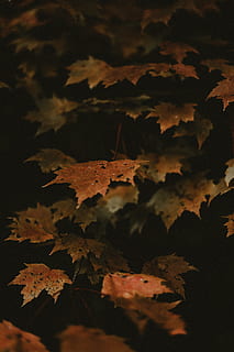 brunt ahornblad, blad, plante, ahorn, træ, ahorn blad, efterår, efteråret leafe, botanisk, faldet leafe, efterårsfarver, flamme, bål, ild, faldne blade, efterårsblade, blade, vener, bord, plante del, natur, ingen mennesker, skønhed i naturen, himmel, sky - himmel, ro, vækst, tæt på, udendørs, scenics - natur, selektiv fokusering, fokus på forgrunden, fuld ramme, lave om, dag, 5K, CC0, offentligt domæne, royaltyfrie