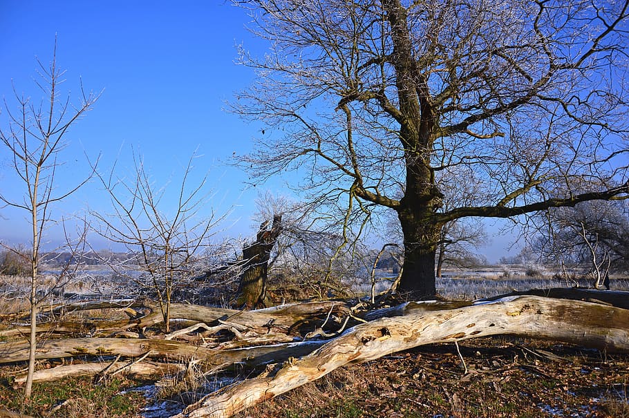 naturalesa, paisatge, arbres, troncs d’arbres, fusta, fusta morta, aue, plana inundable del riu, o prats, fred, gelades, madur, hivern, imatge d'hivern, motiu d'hivern, escènic, arbre, planta, arbre nu, cel, branca, dia, tranquil·litat, tronc de l'arbre, terra, tronc, cap gent, escenics - natura, escena no urbana, medi ambient, escena tranquil·la, cel clar, blau, bellesa a la natura, a l'aire lliure, planta morta, 5K