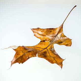 hoja seca, hoja de arce, flora, planta, hoja, papel, árbol, arce, roble, sicomoro, parte de la planta, seco, Fondo blanco, foto de estudio, otoño, nadie, naturaleza, cambio, de cerca, marrón, adentro, vulnerabilidad, fragilidad, reflexión, copia espacio, vena de la hoja, amarillo, patrón natural, hojas, condición natural, 2K, CC0, dominio público, libre de derechos