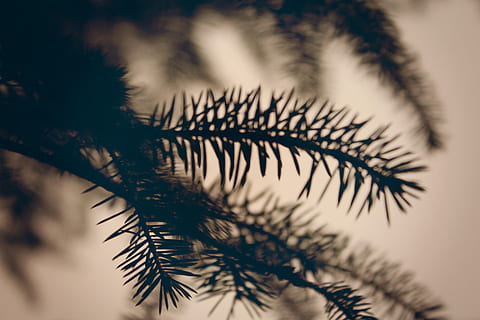 Baum, Kiefer, Wald, Natur, draußen, Wildnis, Geäst, Winter, Pflanze, Nahansicht, Wachstum, keine Leute, Fokus auf den Vordergrund, selektiver Fokus, Ast, Schönheit in der Natur, Nadelbaum, Tag, Ruhe, Nadel - Pflanzenteil, Himmel, Pinaceae, Blatt, 5K, CC0, gemeinfrei, lizenzfrei