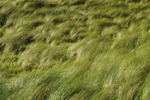 sanddyne, gress, vind, tekstur, struktur, bakgrunn, Skottland, sommer, viftende gress, grønn, sandgress, kyst, landskap, anlegg, vekst, grønn farge, full ramme, felt, land, natur, ingen folk, skjønnhet i naturen, dag, jordbruk, utendørs, miljø, ro, naturskjønnhet - natur, avling, 2K, CC0, offentlig domene, opphavsrett gratis