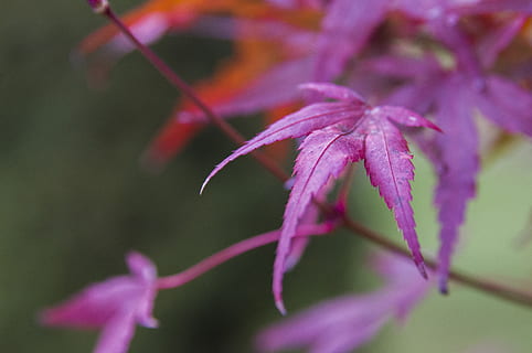 folha, clone, vermelho, árvore, natureza, plantar, flor, fechar-se, planta com flores, beleza na natureza, crescimento, vulnerabilidade, fragilidade, frescura, roxa, focar em primeiro plano, foco seletivo, pétala, ninguém, inflorescência, caule vegetal, cabeça de flor, cor rosa, parte da planta, ao ar livre, sépala, 4K, CC0, domínio público, royalty free