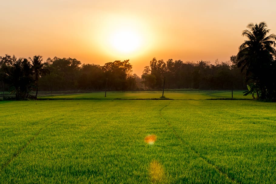 kornmark, aften, aftenlyset, plante, solnedgang, græs, grøn farve, skønhed i naturen, himmel, rolig scene, scenics - natur, træ, sport, ro, natur, ingen mennesker, sol, fritidsaktivitet, golf, orange farve, landskab, miljø, aktivitet, udendørs, linseflare, grøn - golfbane, 5K