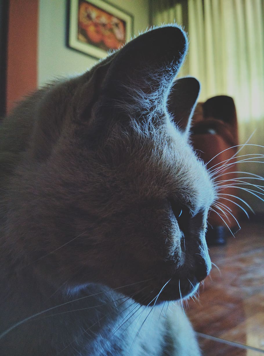 gatto, gato, animali domestici, domestico, gatto domestico, mammifero, felino, temi animali, animale, un animale, vertebrato, avvicinamento, in casa, rilassamento, interno di casa, baffo, concentrarsi sulle conoscenze acquisite, analizzare, cercare, guardare, parte del corpo animale, occhi chiusi, testa di animale, vista profilo, 4K