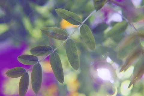 baggrund, sløring, bokeh, tæt på, Defocus, flora, blomster, fokus, blad, lys, magenta, natur, udendørs, lyserød, plante, lilla, blød, forår, sommer, solstråle, solrig, vækst, skønhed i naturen, ingen mennesker, plante del, dag, friskhed, linseflare, selektiv fokusering, grøn farve, mad, mad og drikke, sollys, blomst, ro, afdeling, blødt fokus, 2K, CC0, offentligt domæne, royaltyfrie