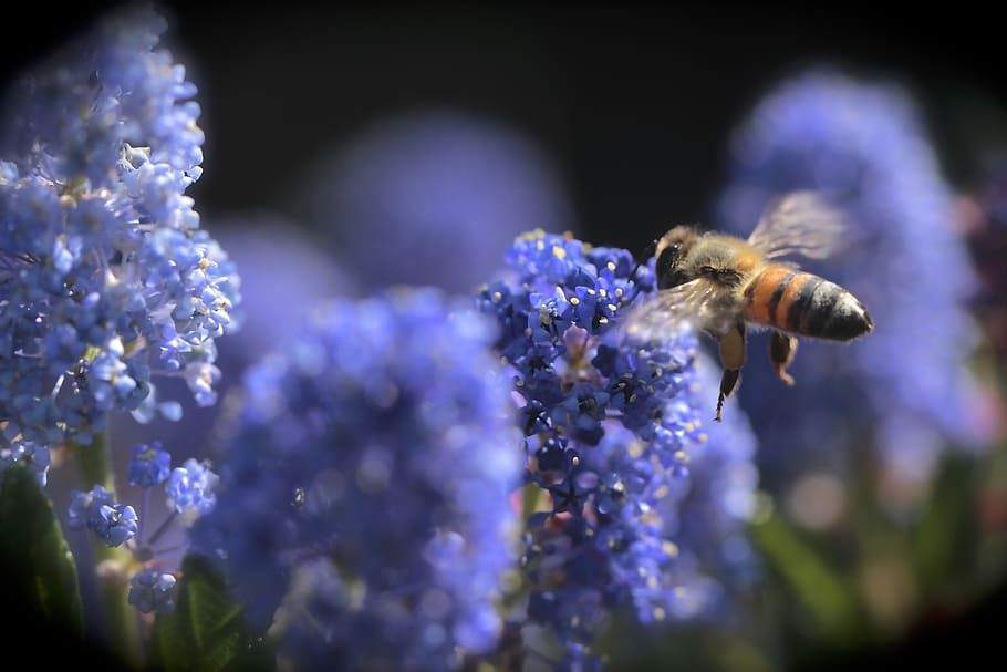 abelles, primavera, flors, pol·len, planta, naturalesa, plantes natives de Califòrnia, porpra, flor, planta amb flors, animal, fauna animal, temes d'animals, invertebrat, bellesa a la natura, insecte, animals a la natura, fragilitat, un animal, frescor, primer pla, vulnerabilitat, abella, pètal, cap de flor, cap gent, polinització, 5K