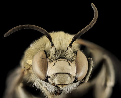 yellow bee, bee, bug, close up, insect, macro, pollen, wildlife, wings, one animal, animal themes, animal, close-up, animal body part, black background, animal wildlife, studio shot, no people, animal head, horned, portrait, mammal, focus on foreground, front view, indoors, looking at camera, animal wing, animal hair, animal mouth, herbivorous, animal eye, animal nose, 1080P, CC0, public domain, royalty free