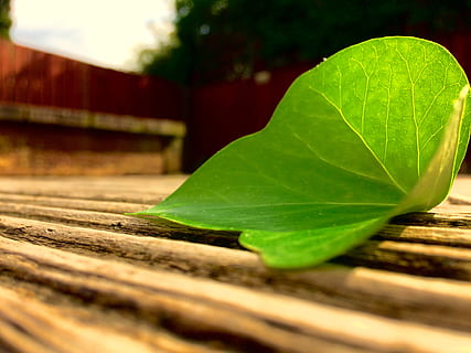 decking, foglia, foglia sul piano di calpestio, parte vegetale, messa a fuoco selettiva, avvicinamento, pianta, colore verde, natura, nessuno, legno - materiale, giorno, all'aperto, crescita, bellezza nella natura, vena fogliare, freschezza, fragilità, vulnerabilità, panchina, tavola, le foglie, 2K, CC0, dominio pubblico, privo di copyright