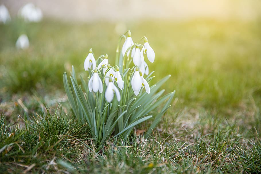 flors blanques, planta, herba, amaryllidaceae, flor, Thun, ceràmica, jar, gerro, planta en test, primavera, jardí, schneeglöckchen, frühling, suïssa, snowdrop, herbes, jardinera, camp, pètal, planta amb flors, frescor, bellesa a la natura, fragilitat, color verd, vulnerabilitat, creixement, naturalesa, Color blanc, enfocament selectiu, terra, primer pla, cap gent, cap de flor, a l'aire lliure, safrà, arranjament floral, 5K