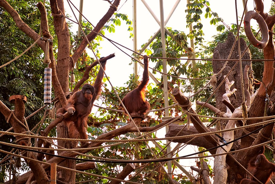 Marrone, scimmia, strada, animale, uccello, natura, mammifero, hagenbecks tierpark, Germania, amburgo, pollo, pollame, zoo, orangutan, animali, arrampicata, Hagenbeck, alberi, accipiter, albero, temi animali, pianta, giorno, vertebrato, nessuno, Inquadratura dal basso, primate, fauna selvatica, ramo, animali allo stato selvatico, all'aperto, gruppo di animali, crescita, sospeso, 4K