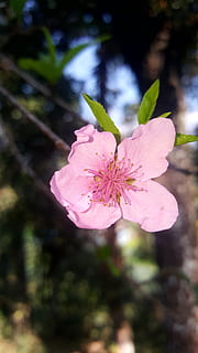forår fremad, blomst, ferskenblomst, blomstrende plante, plante, lyserød farve, skrøbelighed, sårbarhed, kronblad, friskhed, vækst, skønhed i naturen, blomsterstand, blomsterhoved, tæt på, natur, fokus på forgrunden, pollen, ingen mennesker, dag, blomstre, forår, udendørs, kirsebær blomst, 5K, CC0, offentligt domæne, royaltyfrie