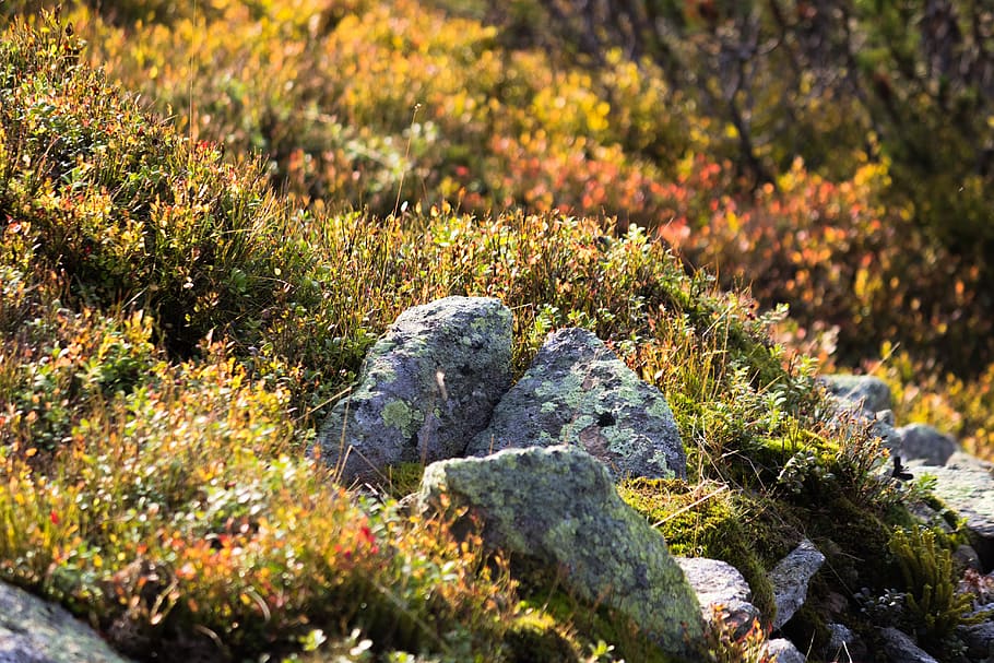 Rock, Felsen, Gras, fallen, Herbst, Pflanze, Natur, Wachstum, keine Leute, Tag, solide, Sonnenlicht, Rock - Objekt, Schönheit in der Natur, Moos, grüne Farbe, draußen, Land, selektiver Fokus, Nahansicht, Fokus auf den Vordergrund, Ruhe, Blatt, Veränderung, Flechte, 5K