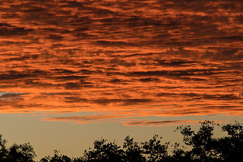 por do sol, céu, cinzento, laranja, azul, nuvens, em camadas, horizonte, arvores, Austrália, beleza na natureza, scenics - natureza, cor laranja, nuvem - céu, tranquilidade, silhueta, árvore, idílico, cena tranquila, natureza, ninguém, céu dramático, plantar, visão de baixo ângulo, temor, ao ar livre, cena não urbana, céu romântico, meteorologia, 2K, CC0, domínio público, royalty free