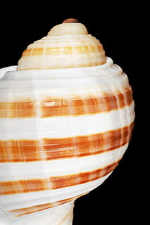 petxina de mar, negre, os, primer pla, Costa, línia de costa, closca d’escopinyes, cargol, coral, cowrie, detall, buit, medi ambient, exòtic, peix, aïllat, la vida, marí, marinelife, marítim, mol·lusc, musclo, natural, naturalesa, oceà, pod, mar, vora del mar, shell, marisc, espiral, estiu, remolí, fons negre, a l'interior, tir de l'estudi, menjar i beguda, menjar, cap gent, sol objecte, natura morta, llest per menjar, menjar dolç, frescor, centrar-se en primer pla, menjar poc saludable, indulgència, temptació, Color blanc, postres, berenar, 2K, CC0, domini públic, lliure de regalies