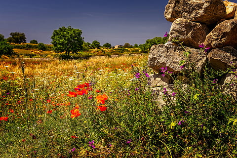 paisatge, estiu, prat, camp, al sud, naturalesa, paret, pedres, flors, herba, rosella, planta, descans, silenciós, creixement, flor, bellesa a la natura, planta amb flors, terra, escena tranquil·la, tranquil·litat, cel, cap gent, medi ambient, escenics - natura, frescor, vulnerabilitat, fragilitat, dia, arbre, a l'aire lliure, cap de flor, 5K, CC0, domini públic, lliure de regalies