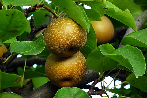 Pera asiatica, frutta, albero, avvicinamento, fogliame, vitamine, natura, naturale, foglia, parte vegetale, mangiare sano, cibo, crescita, cibo e bevande, pianta, colore verde, freschezza, benessere, nessuno, albero da frutta, sospeso, giorno, agrumi, concentrarsi sulle conoscenze acquisite, all'aperto, maturo, arancia, 2K, CC0, dominio pubblico, privo di copyright