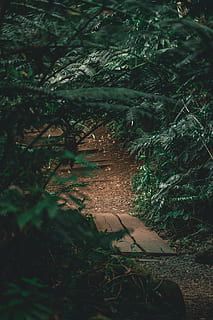 lespede de piatră, cale, plantă, copac, sol, ardezie, în aer liber, alee, abies, brad, trotuar, conifer, vegetație, hawaii, junglă, aventură, explora, pădure, drum, natură, teren, creştere, zi, nici o persoana, liniște, lumina soarelui, frunze, parte a plantelor, camp, selectiv, umbră, vedere în unghi mare, frumusețe în natură, Culoarea verde, la distanta, 5K, CC0, domeniu public, fără drepturi de autor