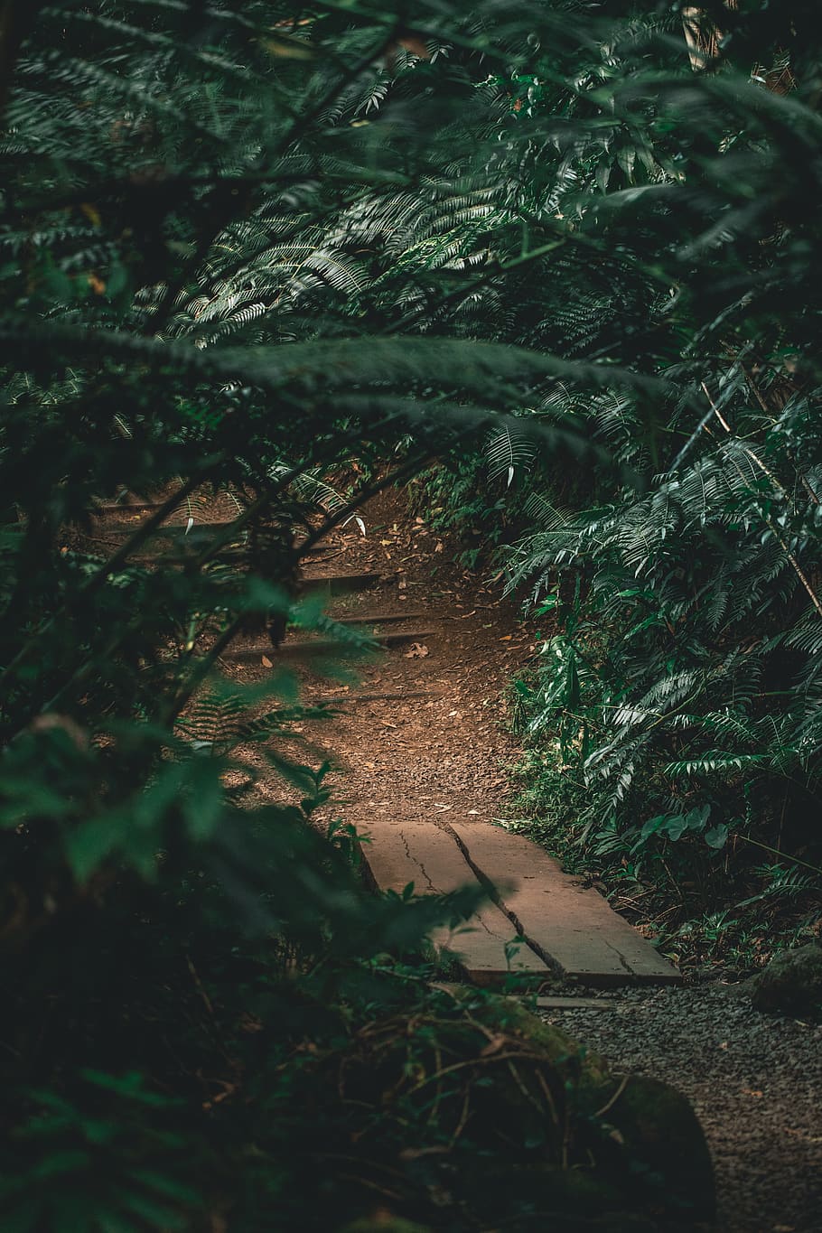 lespede de piatră, cale, plantă, copac, sol, ardezie, în aer liber, alee, abies, brad, trotuar, conifer, vegetație, hawaii, junglă, aventură, explora, pădure, drum, natură, teren, creştere, zi, nici o persoana, liniște, lumina soarelui, frunze, parte a plantelor, camp, selectiv, umbră, vedere în unghi mare, frumusețe în natură, Culoarea verde, la distanta, 5K