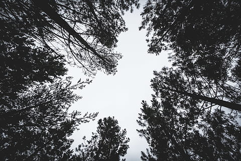 verme, fotografia degli occhi, alto, alberi, foresta, natura, prospettiva, boschi, vista di verme, albero, pianta, cielo, Inquadratura dal basso, crescita, bellezza nella natura, la tranquillità, nessuno, giorno, all'aperto, silhouette, ramo, scenics - natura, scena tranquilla, baldacchino di albero, terra, idilliaco, scena non urbana, direttamente sotto, albero di conifere, altezza, 5K, CC0, dominio pubblico, privo di copyright