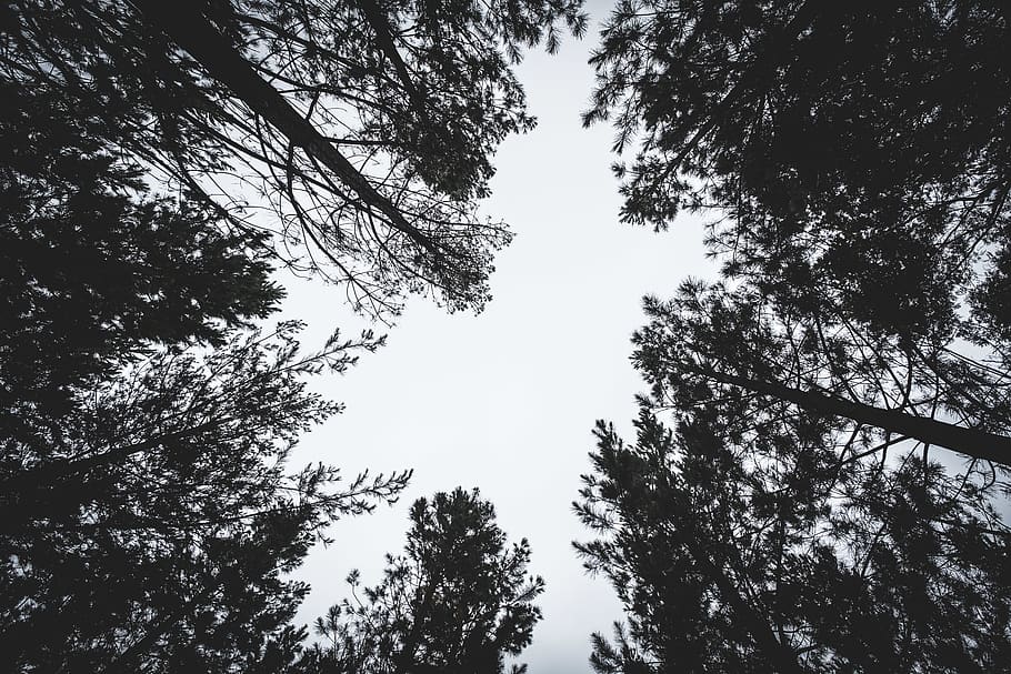 cuc, fotografia d'ulls, alt, arbres, bosc, naturalesa, perspectiva, boscos, vista dels ulls del cuc, arbre, planta, cel, vista d’angle baix, creixement, bellesa a la natura, tranquil·litat, cap gent, dia, a l'aire lliure, silueta, branca, escenics - natura, escena tranquil·la, copa de l'arbre, terra, idíl·lic, escena no urbana, directament a sota, arbre de coníferes, alçada, 5K