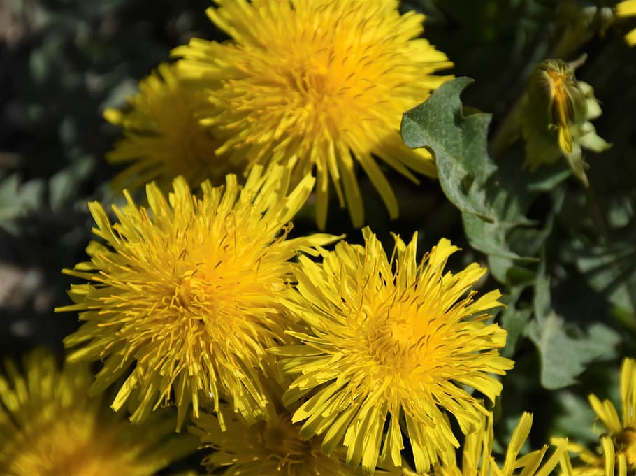dente de leão, Prado, prado dandelion, Primavera, amarelo, verão, flor, natureza, flor pontiaguda, flores silvestres, bühen, flores, grama, campo, panorama, plantar, frescura, planta com flores, beleza na natureza, fechar-se, crescimento, cabeça de flor, fragilidade, inflorescência, vulnerabilidade, pétala, ninguém, focar em primeiro plano, dia, foco seletivo, ao ar livre, cor verde, 4K