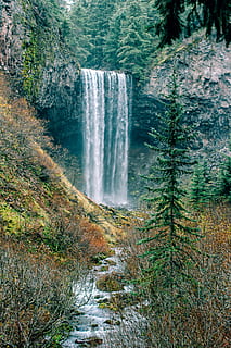 cascate sulla foresta, cascata, fiume, acqua, all'aperto, foresta, tamana cadde, stati Uniti, ruscello, torrente, albero, flora, conifera, scogliera, roccia, verde, pino, pianta, natura, terra, vegetazione, movimento, scenics - natura, bellezza nella natura, acqua corrente, movimento sfocato, ambiente, nessuno, crescita, lunga esposizione, giorno, spruzzi, fluente, potere in natura, 5K, CC0, dominio pubblico, privo di copyright