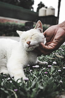 Peru, lima region, Säugetier, inländisch, Haustiere, Hauskatze, ein Tier, Katze, katzenartig, Hand, Wirbeltier, menschliche Hand, eine Person, menschliches Körperteil, echte Menschen, selektiver Fokus, Lebensstile, nicht erkennbare Person, Haustierbesitzer, Whisker, Finger, Pflege, 5K, CC0, gemeinfrei, lizenzfrei