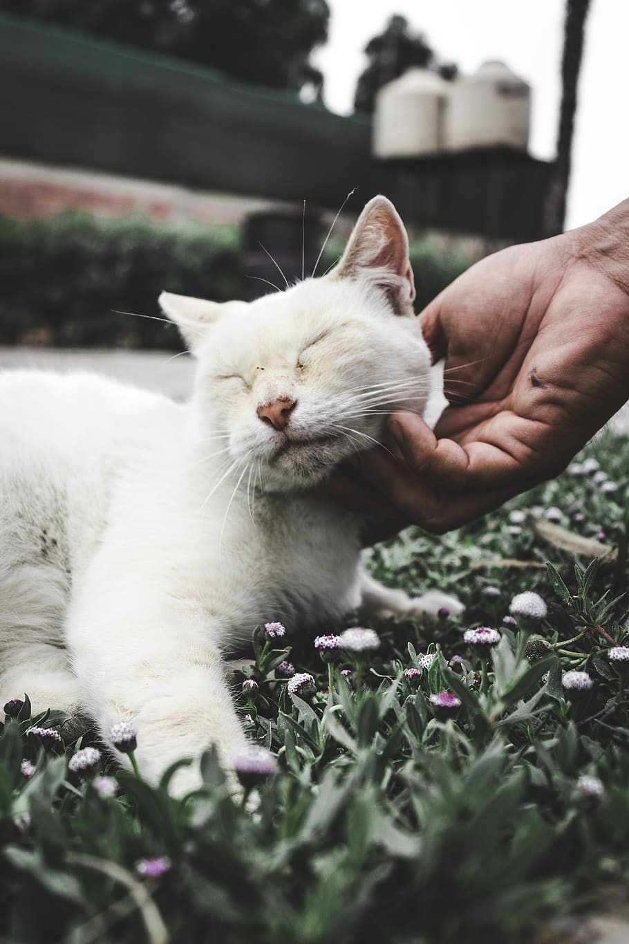 Perù, regione della lima, mammifero, domestico, animali domestici, gatto domestico, un animale, gatto, felino, mano, vertebrato, mano umana, una persona, parte del corpo umano, persone reali, messa a fuoco selettiva, stili di vita, persona irriconoscibile, proprietario di animali domestici, baffo, dito, cura, 5K
