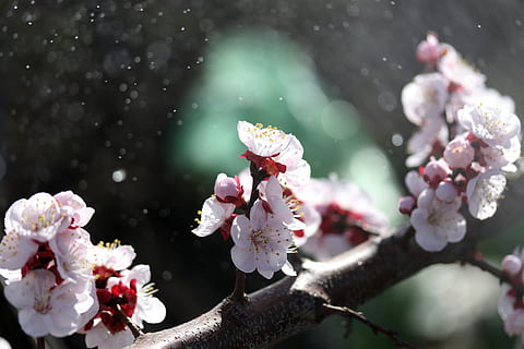 flors, arbre, blanc, casey, primavera, florit, naturalesa, brot, flor, planta amb flors, planta, fragilitat, bellesa a la natura, vulnerabilitat, frescor, creixement, branca, primer pla, pètal, cap de flor, centrar-se en primer pla, inflorescència, flor de cirerer, color rosa, cap gent, a l'aire lliure, pol·len, cirerer, flor de pruna, 5K, CC0, domini públic, lliure de regalies