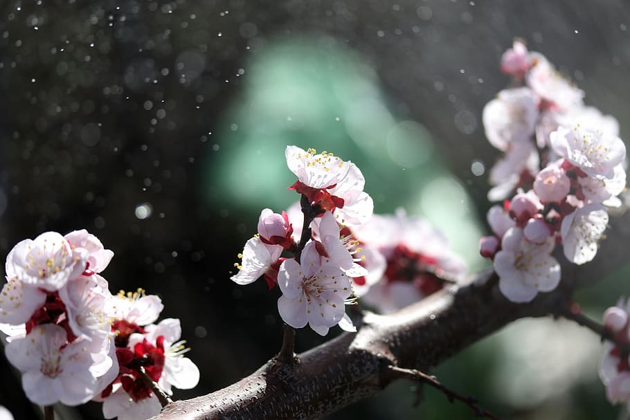 flors, arbre, blanc, casey, primavera, florit, naturalesa, brot, flor, planta amb flors, planta, fragilitat, bellesa a la natura, vulnerabilitat, frescor, creixement, branca, primer pla, pètal, cap de flor, centrar-se en primer pla, inflorescència, flor de cirerer, color rosa, cap gent, a l'aire lliure, pol·len, cirerer, flor de pruna, 5K