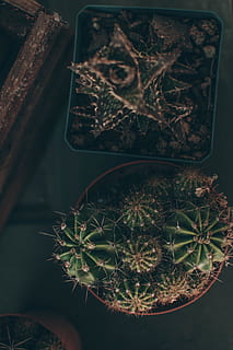 tanaman kaktus hijau, menanam, kaktus, fraktal, pola, ornamen, jaring laba-laba, pakis, menyiangi, lumut, anjing hutan, hewan, mamalia, akar, renda, buah, pepaya, makanan, rumah kaca, kereta Belanja, bangunan, tanaman sukulen, pertumbuhan, tanaman di dalam pot, alam, merapatkan, daun, tidak ada orang, bagian tanaman, duri, keindahan di alam, tajam, hari, fokus pada latar depan, warna hijau, tampilan sudut tinggi, di luar rumah, berduri, fokus selektif, tanaman rumah, runcing, 5K, CC0, domain publik, bebas royalti