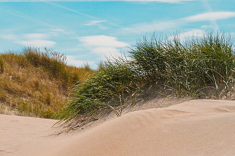 strand, sand, hav, Nordsøen, ferier, natur, sommer, kyst, landskab, himmel, meditation, skyer, græs, lempelse, klitter, genopretning, hvile, ensom, slap af, klit græs, tiden er gået, stille, flora, plante, jord, ro, skønhed i naturen, sky - himmel, vækst, ingen mennesker, træ, Klit, rolig scene, dag, scenics - natur, ikke-urbane scene, udendørs, grøn farve, marram græs, 2K, CC0, offentligt domæne, royaltyfrie