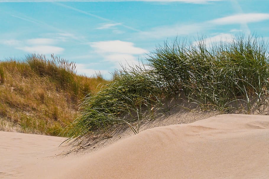 platja, duna, sorra, mar, Mar del nord, vacances, naturalesa, estiu, Costa, paisatge, cel, meditació, núvols, herba, relaxació, dunes de sorra, recuperació, descans, solitari, relaxa't, herba de dunes, temps de sortida, silenciós, flora, planta, terra, tranquil·litat, bellesa a la natura, núvol - cel, creixement, cap gent, arbre, duna de sorra, escena tranquil·la, dia, escenics - natura, escena no urbana, a l'aire lliure, color verd, herba de marram, 2K