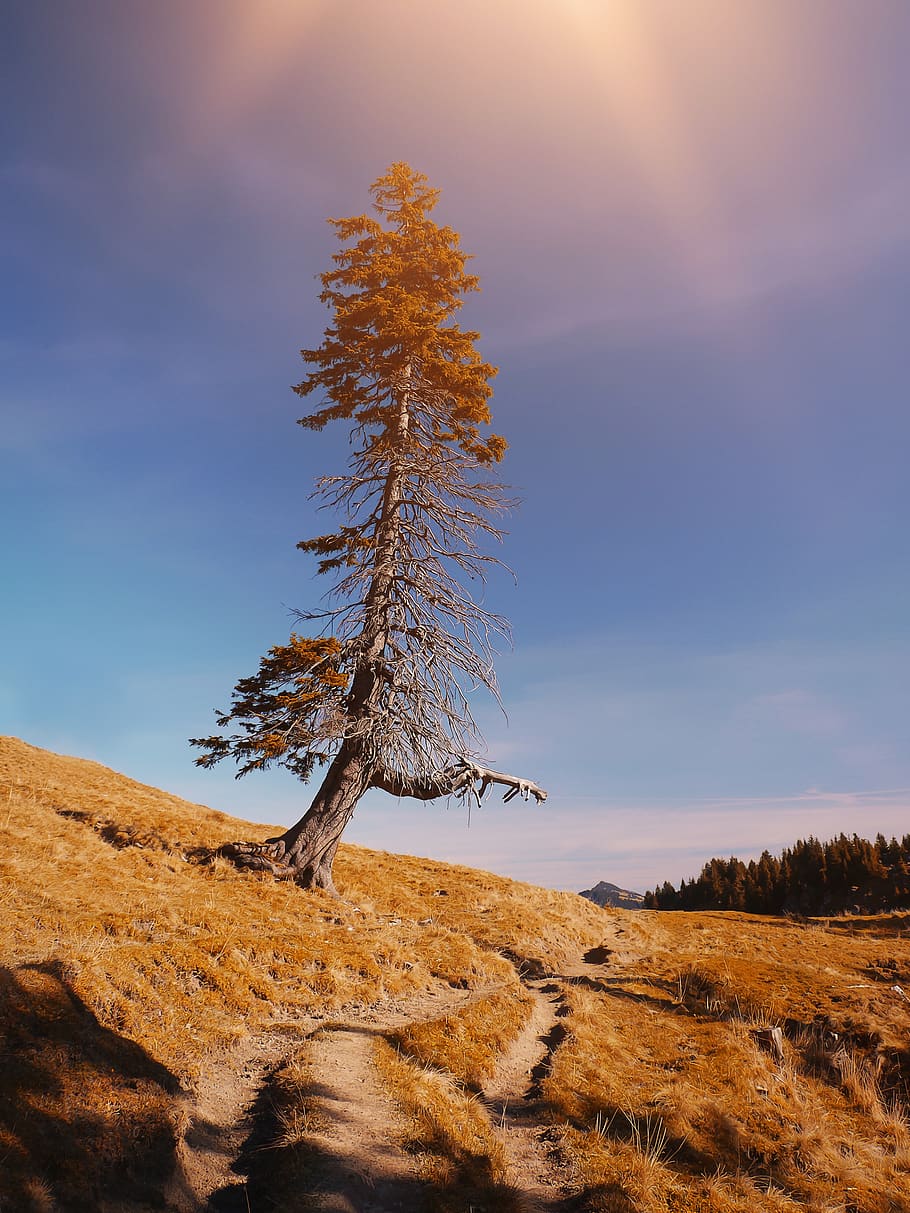 paesaggio, alm, alpe, albero, natura, cielo, alpino, escursione, escursioni a piedi, pianta, la tranquillità, terra, bellezza nella natura, scenics - natura, scena tranquilla, ambiente, nessuno, scena non urbana, campo, nuvola - cielo, luce del sole, giorno, crescita, all'aperto, tramonto, albero di conifere, 2K