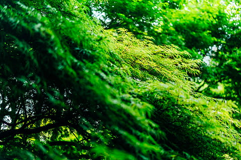 grønbladet træ, plante, mos, vegetation, blad, træ, bregne, udendørs, jord, natur, regnskov, jungle, vedbend, ulv, rød ulv, pattedyr, dyr, hunde, vase, plantageejer, krukke, grøn farve, vækst, skønhed i naturen, ingen mennesker, selektiv fokusering, dag, tæt på, afdeling, løv, Skov, frodig løv, ro, lav vinkel visning, baggrunde, nåletræ, 8K, CC0, offentligt domæne, royaltyfrie